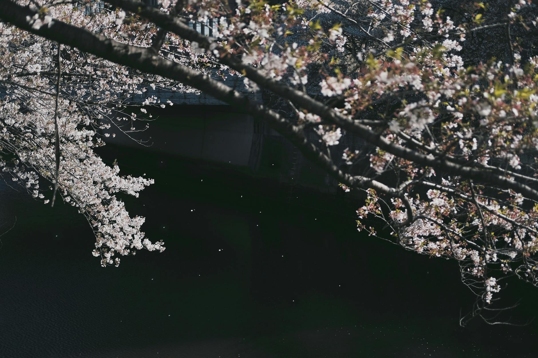 cherry blossom near river
